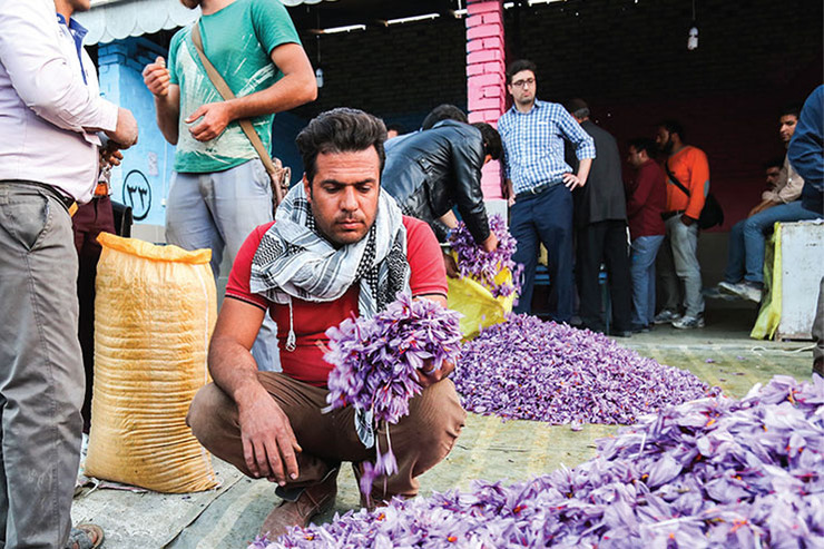 تنها ۵۰ درصد مطالبات کشاورزان پرداخت شده است/انتقاد به طرح خرید حمایتی زعفران
