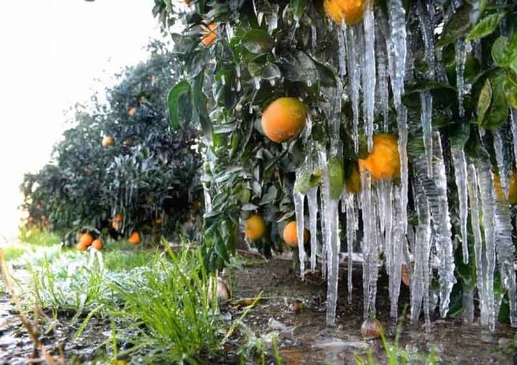 هشدار هواشناسی به کشاورزان مراقب یخ‌زدگی محصولات باشید