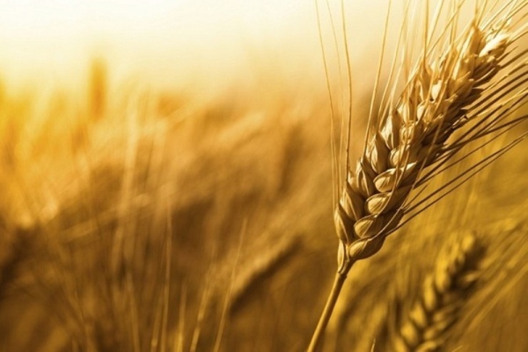 افزایش قیمت گندم به مصوبه شورای اقتصاد نیاز دارد