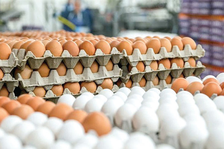 قیمت تخم‌مرغ در مشهد بالاتر از نرخ مصوب است