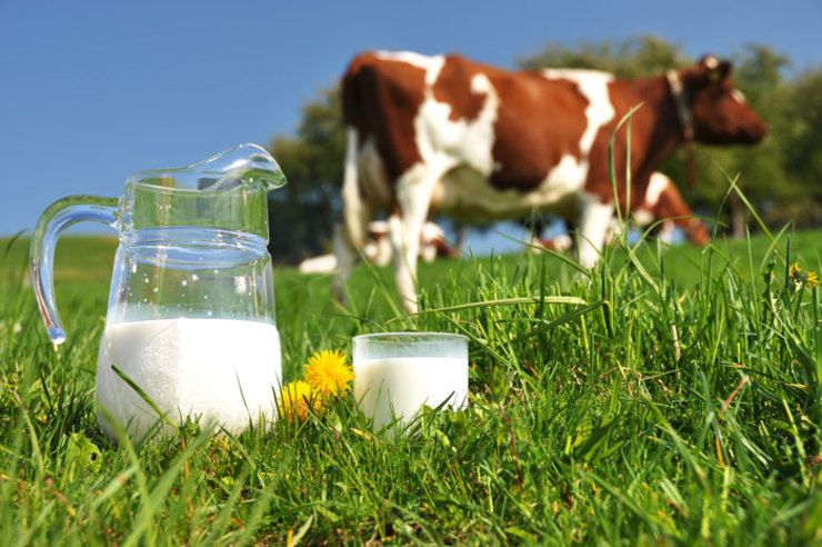 آلودگی شیر و لبنیات شایعه است/مصرف شیر را متوقف نکنید