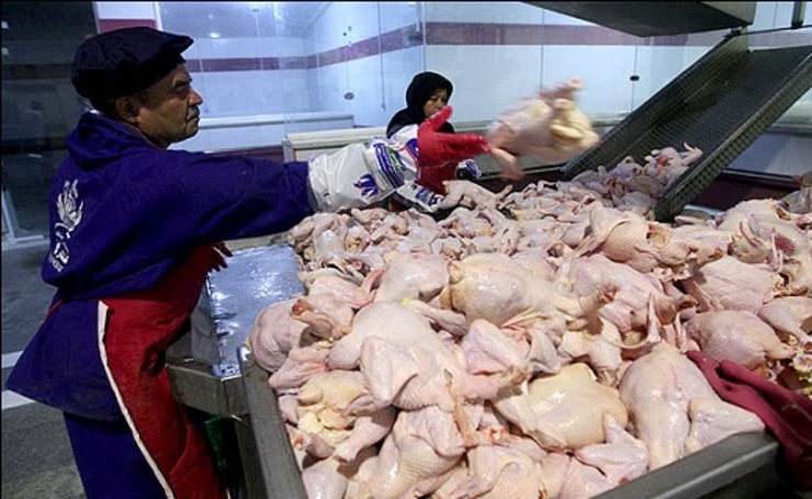 قیمت گوشت مرغ در مشهد کمتر از نرخ مصوب کشوری است