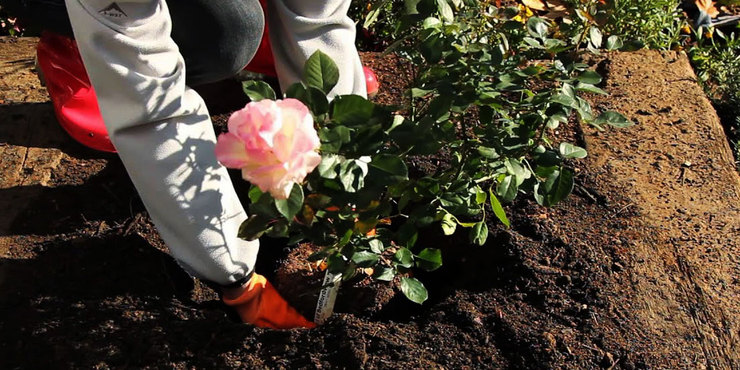 کاشت ۴ میلیون بوته گل فصلی در تمام سطح شهر مشهد