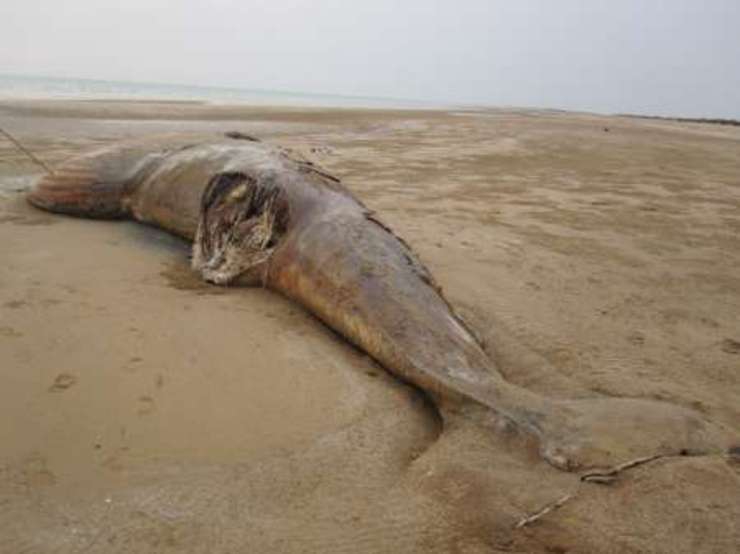 پیداشدن لاشه نهنگ در ساحل دیلم بوشهر+فیلم