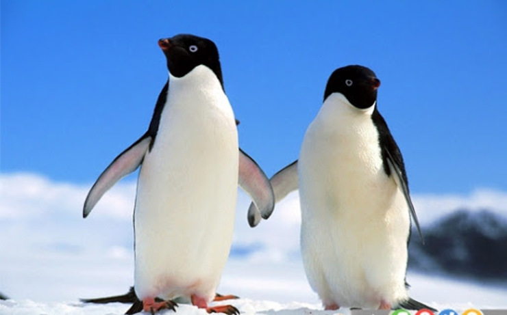 بازدید پنگوئن ها از آکواریوم شیکاگو