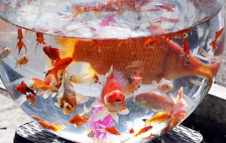 ممنوعیت عرضه ماهی قرمز و زینتی در خراسان رضوی