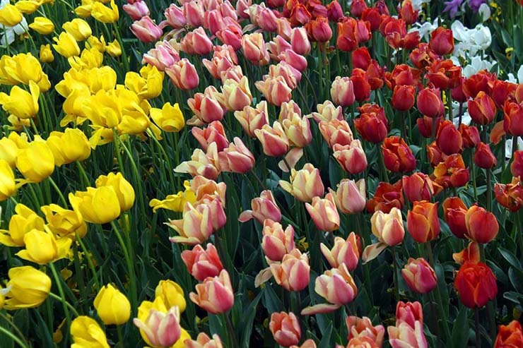 کاشت ۳۶۰ هزار پیاز گل لاله در شهر