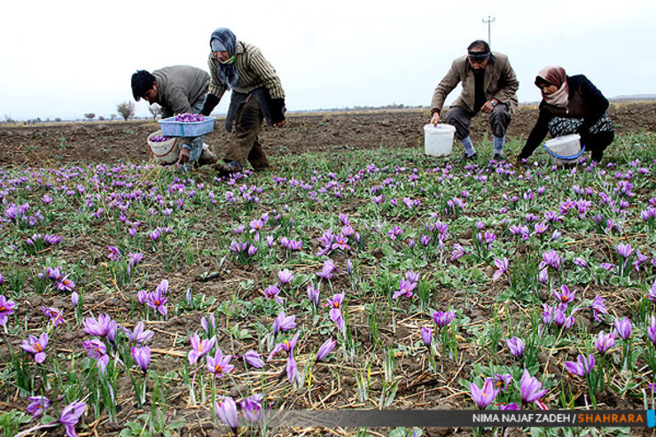 خرید ۲ تن زعفران در طرح خرید حمایتی زعفران از کشاورزان رشتخواری