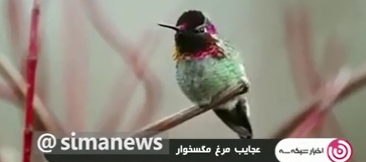 ویدئو | پرنده‌ای به ارزش یک میلیارد تومان