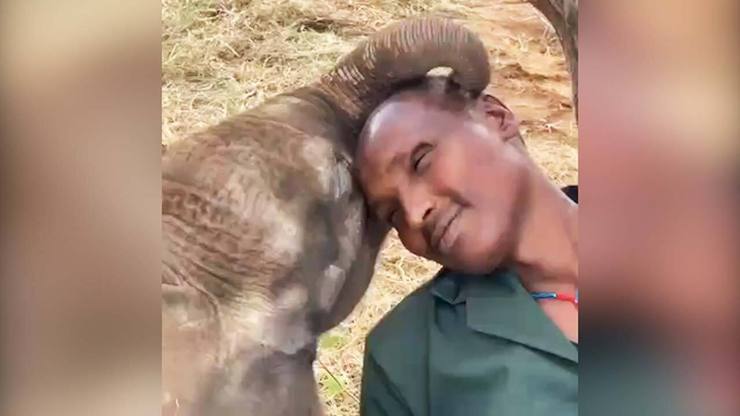 ویدئو | لحظه زیبای نوازش انسان توسط یک فیل