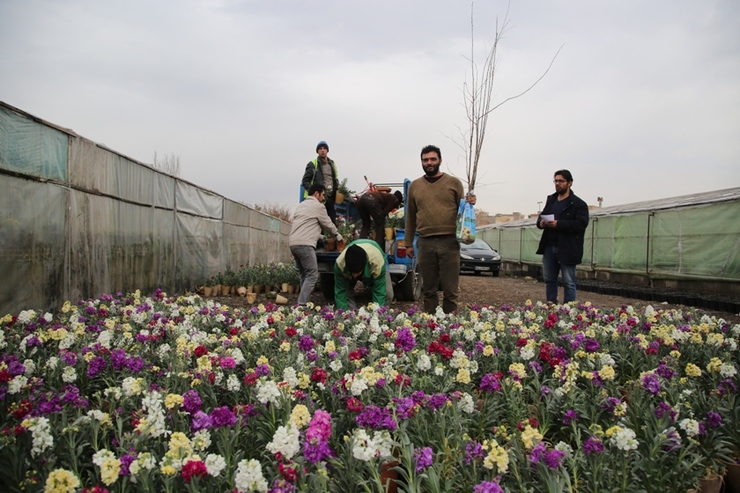 توزیع  ۶ میلیون بوته گل‌ تابستانه در فضا‌های سبز مشهد