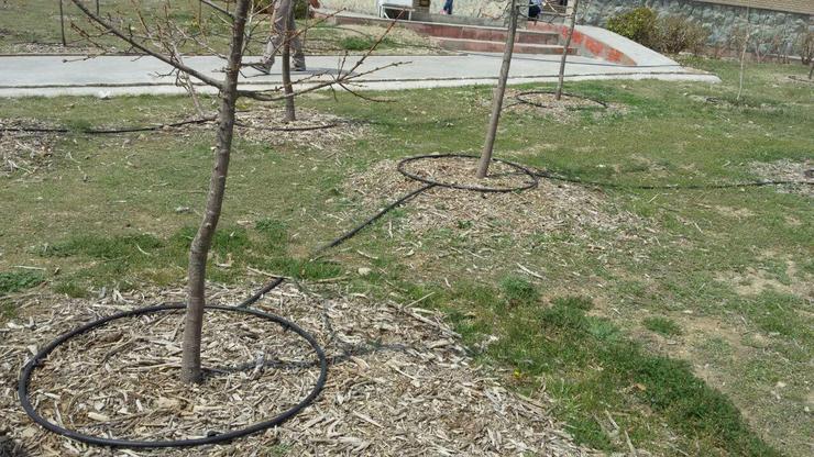 اعمال «تخفیف تشویقی آبیاری درختان» برای شهروندان/ آبیاری بیش از 2 هزار اصله درخت توسط شهروندان در سال گذشته