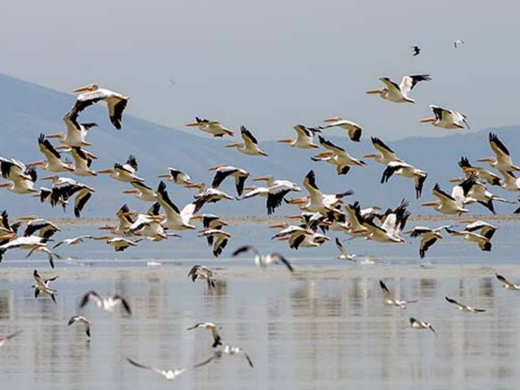 وجود ۳۳۰ گونه پرنده مهاجر در خراسان رضوی / ثبت ملی شهت تالاب در استان