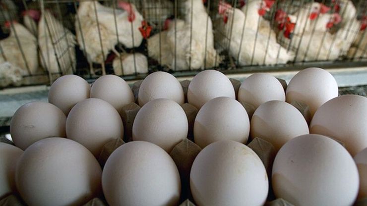 فروش بالاتر از نرخ مصوب مرغ و تخم مرغ در مشهد تخلف است