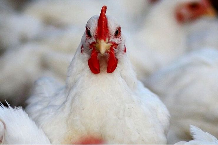 اعمال عوارض صادرات مرغ از ابتدای مرداد