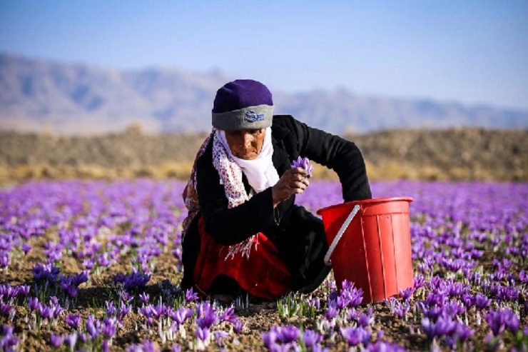 قاچاق ۵۰ تن زعفران به افغانستان/ کرونا صادرات طلای سرخ را ۲۰ درصد کاهش داد