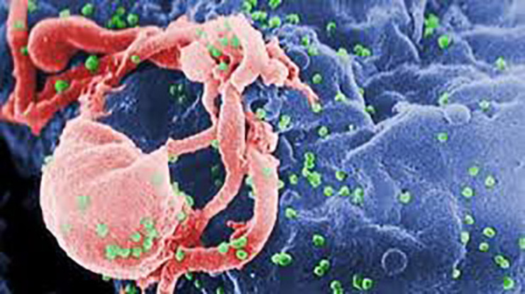 قاتل احتمالی ویروس کرونا، سلولی به نام تی + ویدئو