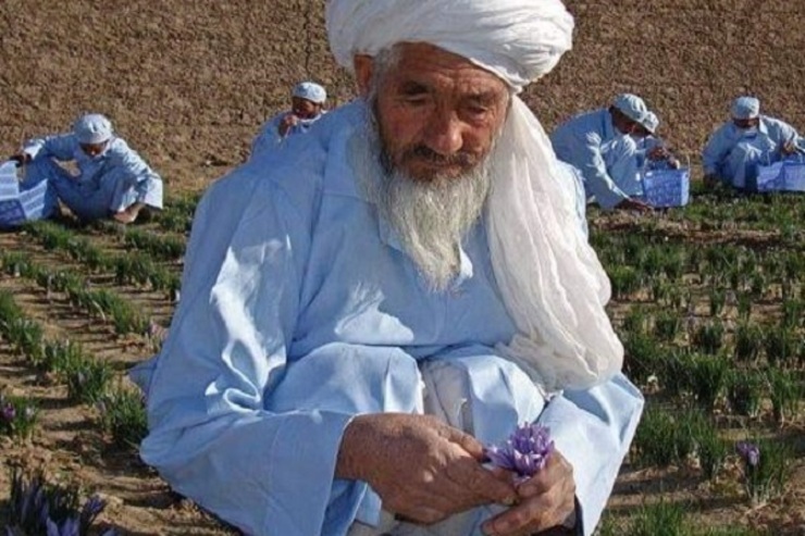 پدر زعفران افغانستان در ۸۰ سالگی درگذشت