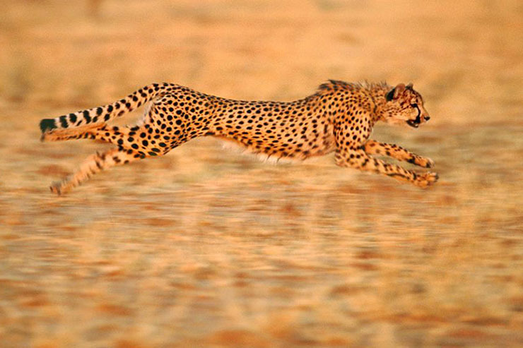یوزپلنگ‏‌، سریع‌ترین حیوان دنیا را بهتر بشناسیم ‎