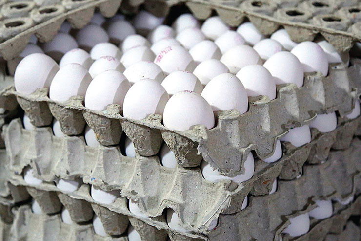 گرسنگی مرغ‌ها عامل گرانی تخم‌مرغ است