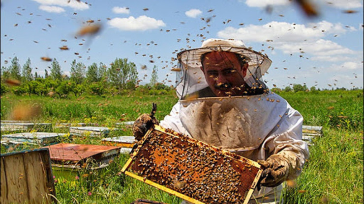 پرورش زنبور عسل و نقش عمده در گسترش گیاهان دارویی و تثبیت خاک