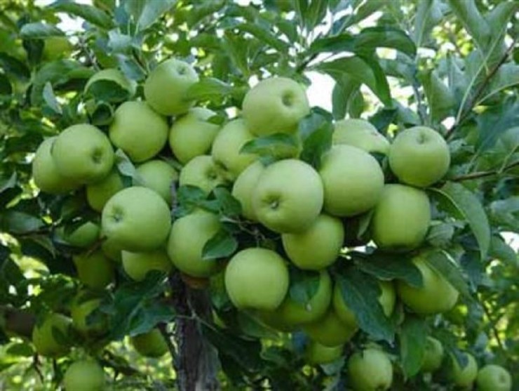 برداشت بیش از ۶۰ هزار تن سیب درختی از باغ‌های شهرستان مشهد