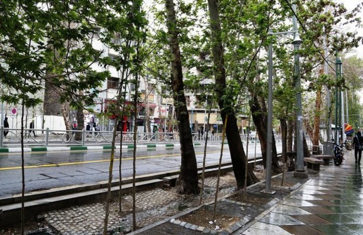 درخواست بیش از یک هزار قطع، هرس و انتقال درختان در مشهد