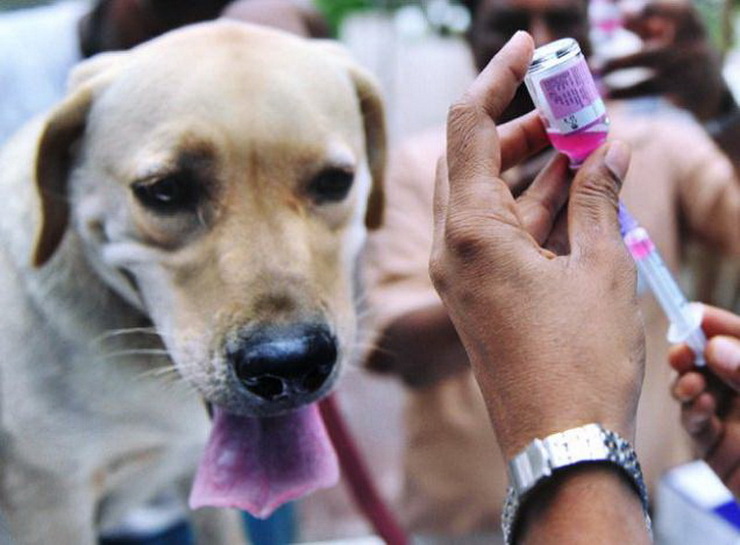احتمال خطا در واکسیناسیون حیوانات خانگی