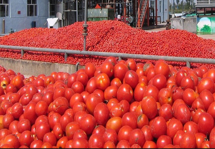 گرانی گوجه‌فرنگی تا کی ادامه دارد؟ + قیمت میوه‌ها
