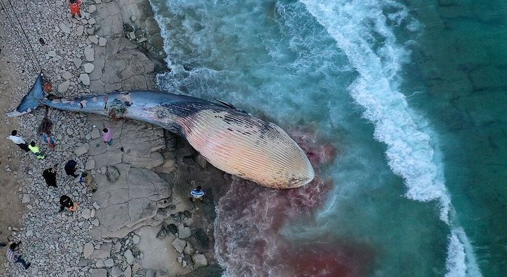 پیدا شدن لاشه نهنگ ۵تنی در ساحل کیش + تصاویر