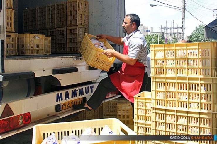 توزیع ۴۰۰تن مرغ منجمد با قیمت مصوب ۱۵ هزار و ۵۰۰ تومان در مشهد| مردم نگران قیمت فعلی مرغ نباشند