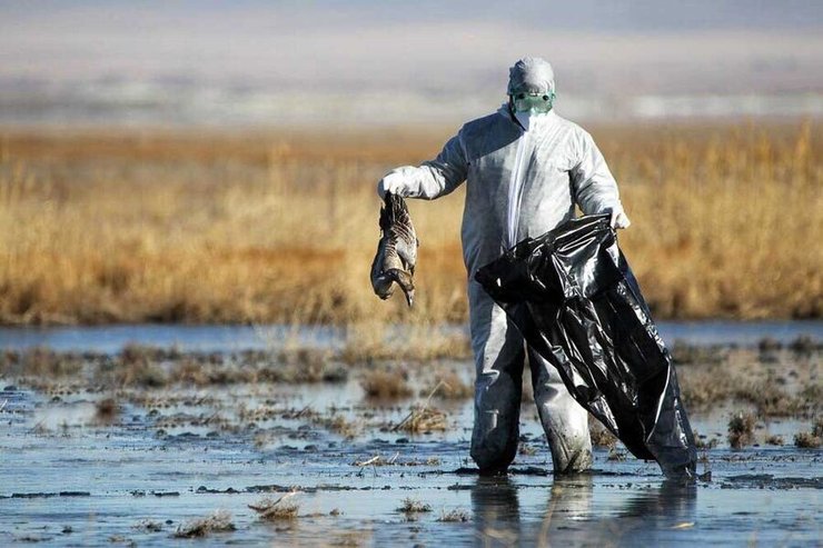 مشاهده آنفلوآنزای فوق حاد پرندگان در سه استان کشور