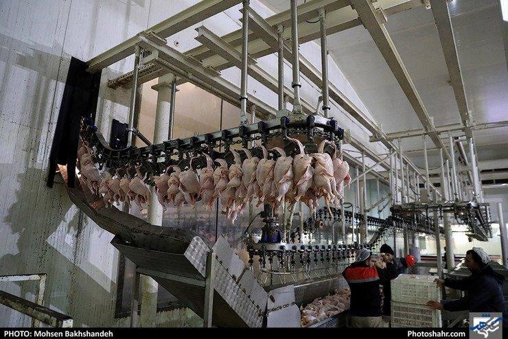 افزایش ۲۲ درصدی قیمت مصوب مرغ