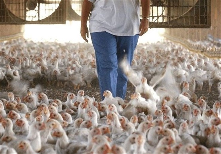 مرغداران خواستار اصلاح فوری قیمت مصوب مرغ شدند