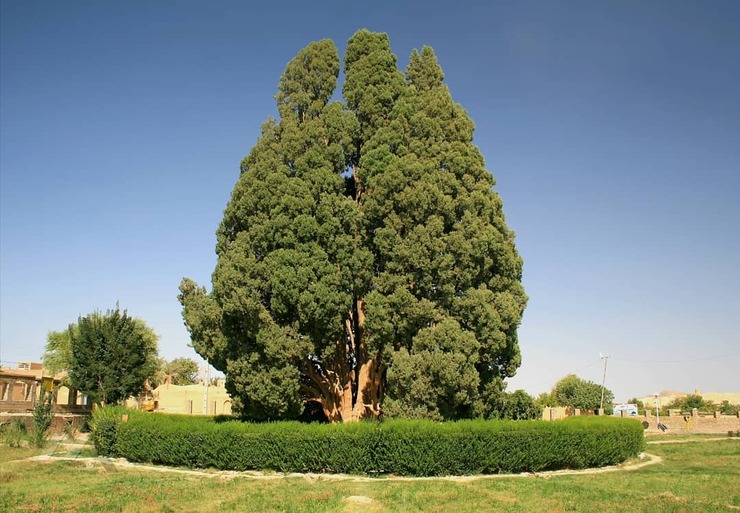 درخت جاودانگی | درباره سرو افسانه‌ای «کاشمر» در خراسان که نماد عظمت و سرافزاری ایرانیان بود