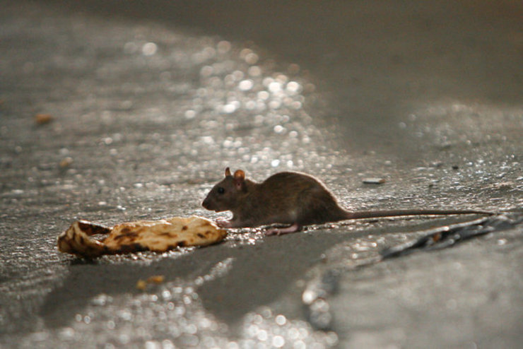 موش‌های فاضلاب بر روی درختی در خیابان طالقانی تهران + فیلم
