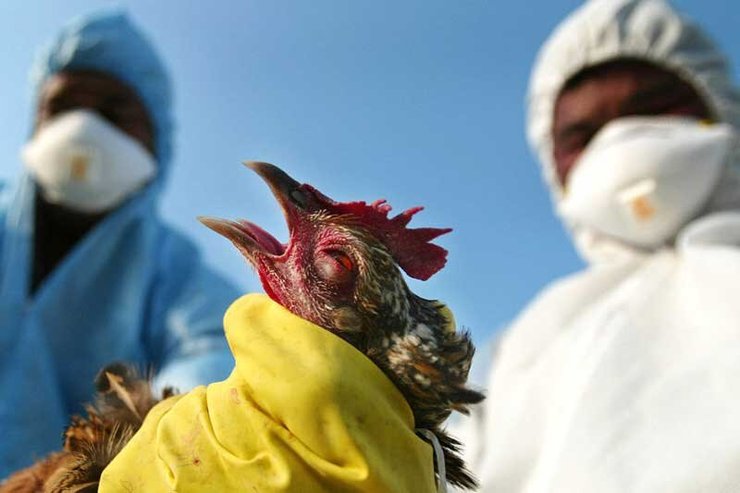 اطلاعیه مهم دامپزشکی خراسان رضوی در خصوص گزارش دهی تلفات آنفلوآنزای فوق حاد پرندگان