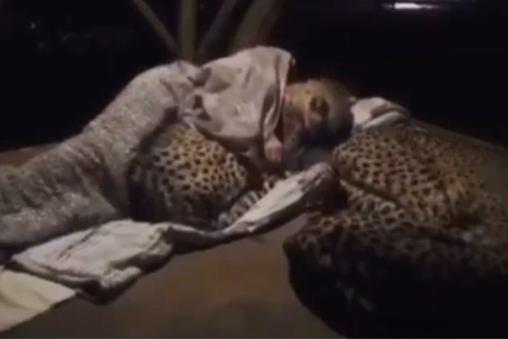 محیط بانی در آفریقا شب‌ها با یوزپلنگ‌ها می‌خوابد + فیلم