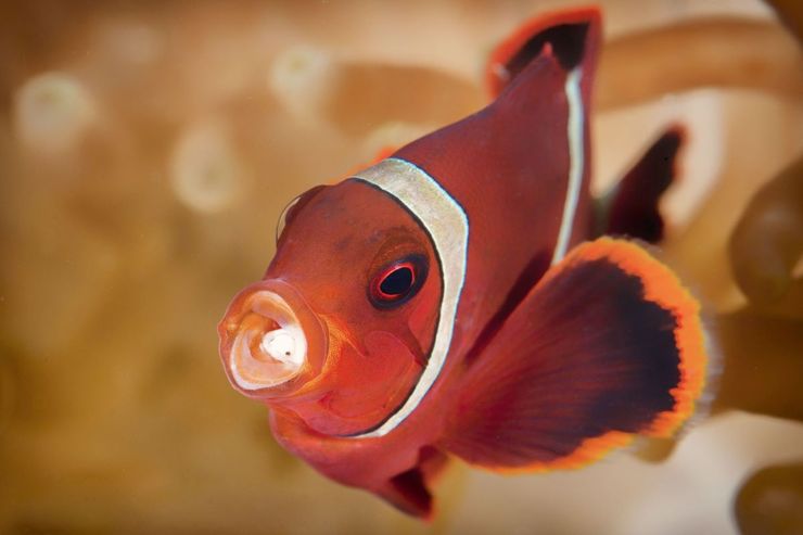 آیا ماهی‌ها واقعا حرف می‌زنند؟
