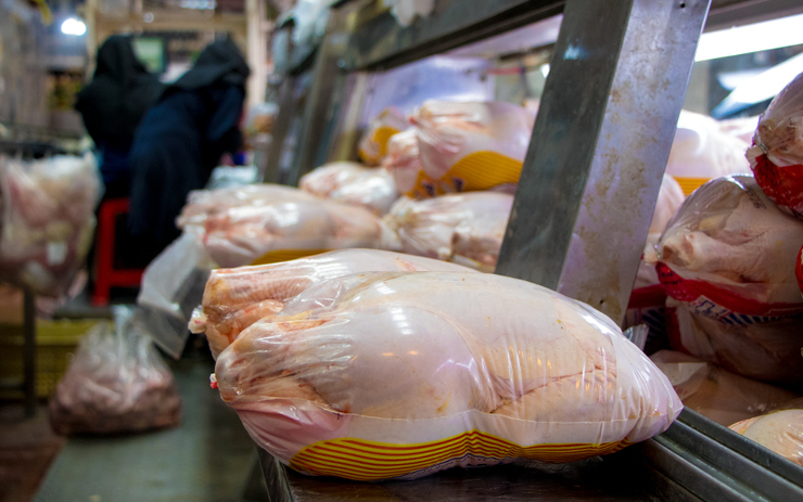 مجوز واردات ۵۰ هزار تن مرغ به کشور! | مرغداران اکنون مازاد تولید دارند