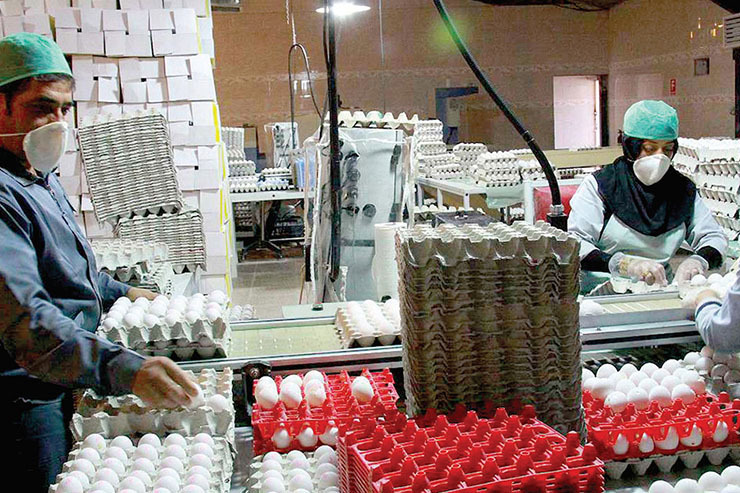گزارشی از پشت پرده بحران تولید تخم‌مرغ در خراسان‌رضوی