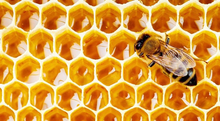 راه‌های تشخیص عسل طبیعی + قیمت