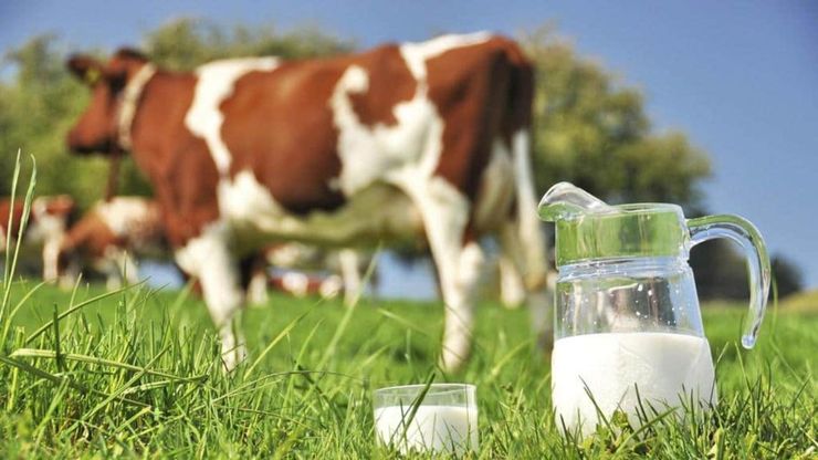 شیر خام ۴۷ درصد گران شد | هر کیلوگرم شیر۶۴۰۰ تومان