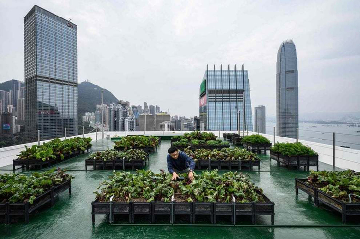 ابتکار هنگ کنگی‌ها برای تولید محصولات کشاورزی | مزارع پشت بامی هنک کنگ + عکس