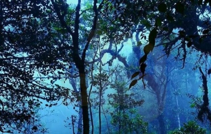«جنگل جیغ»؛ فریاد رازآلود درختان