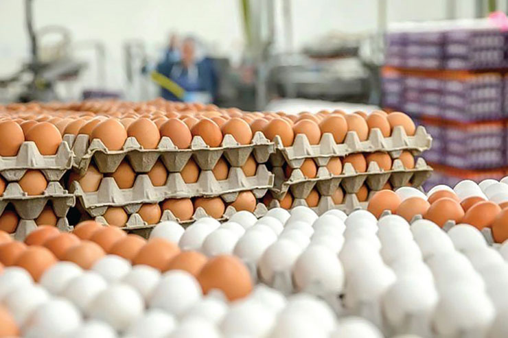 گزارشی از تغییر قیمت روزانه تخم مرغ و دلایل افزایش آن