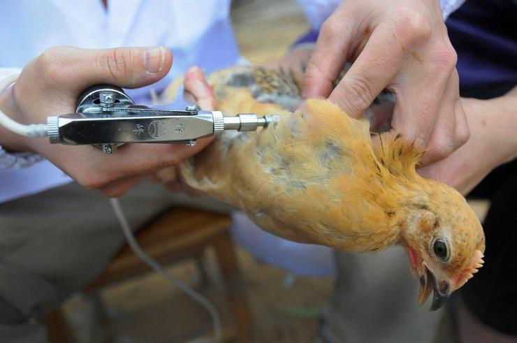 مرغداری‌ها به مرغ‌ها آنتی بیوتیک می‌دهند نه تریاک + فیلم