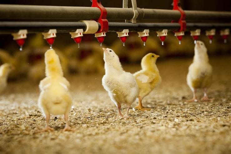 مرغداران مشکلات تنفسی طیور پرورشی خود را جدی بگیرند