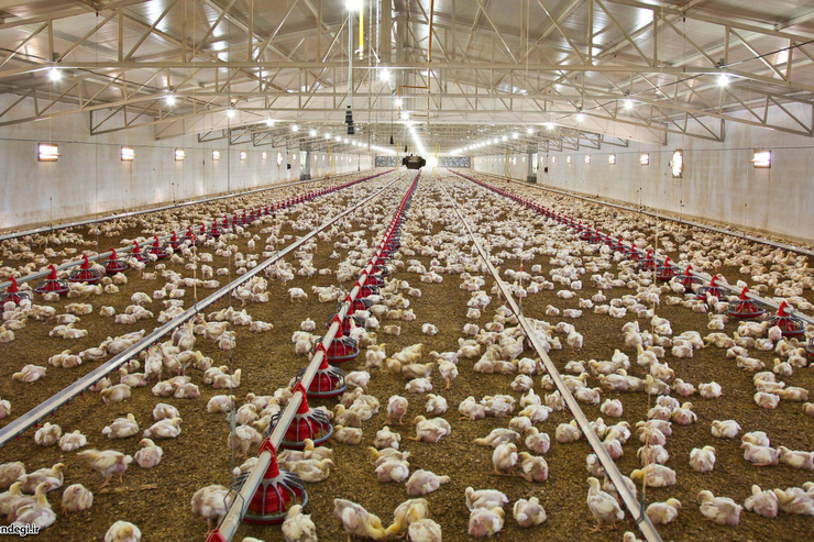 چرا ۲۰درصد مرغداری‌های کشور تعطیل شدند؟