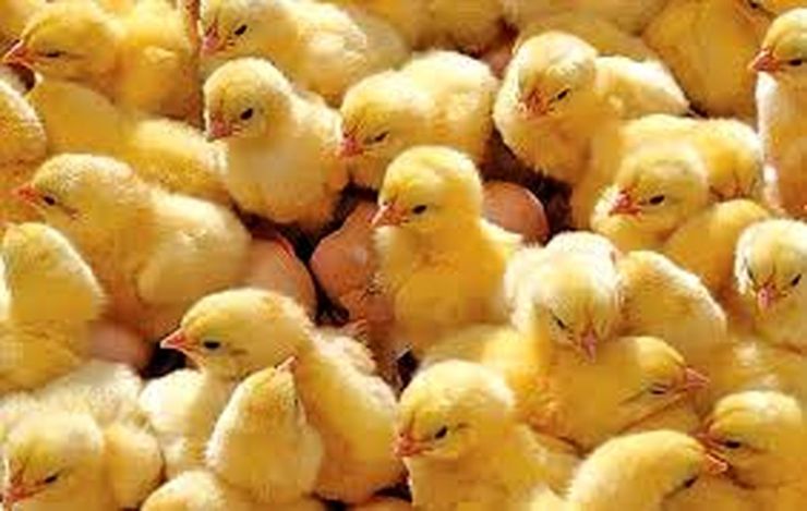 افزایش جوجه‌ریزی در واحد‌های مرغداری خراسان رضو‌ی، با هدف افزایش تولید مرغ گوشتی